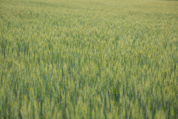 Wheat field. Green ear spikes on spring day, close up. Green wheat growing on field. Young ripe ears swaying on the wind. Cereals. An agricultural field where ripening cereals grow.
