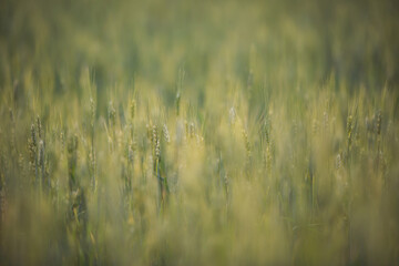 Wheat field. Green ear spikes on spring day, close up. Green wheat growing on field. Young ripe...