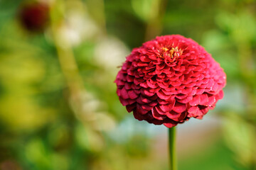 Red garden flower, beautiful natural background