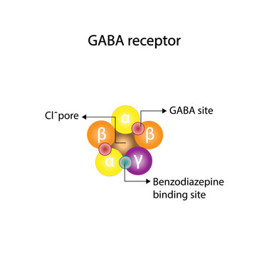 GABA receptor structure, cell membrane. Neurotransmitter gamma-aminobutyric acid, GABA A and GABA B. Top view of ion channel, the five combined subunits, forming Cl ion channel pore. Vector design.