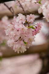 上賀茂神社の斎王桜