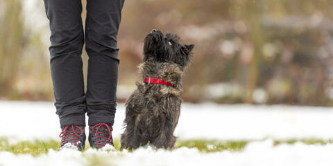 In snow covered winter small obedienct  Cairn Terrier dog is sitting next to his handler and is...