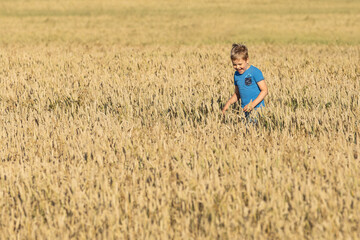 Naklejka na ściany i meble Cute smiling boy walking the big yellow wheat field