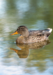 Female cute duck swimming alone in crystal clear, calm water. Vertical photo in close up