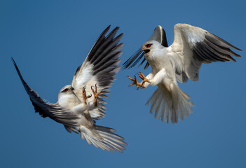 Sky Dance: The Black-winged Kite in Mid-Air Duel