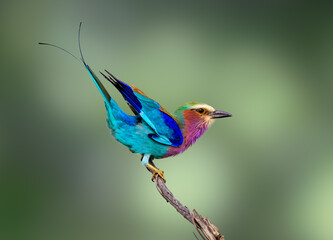 Lilac Breasted Roller demonstrate a perfect pose