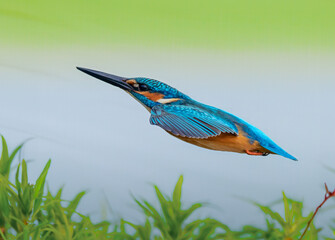 Kingfisher in Flight