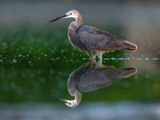 Elegant Great Egret: Breakfast Hunt at Sunrise.