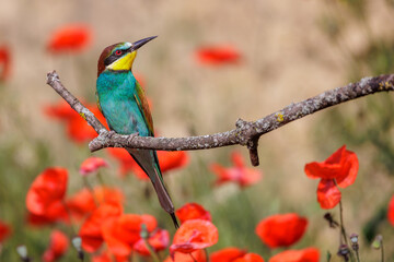 Bienenfresser (Merops apiaster)