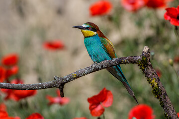Bienenfresser (Merops apiaster)