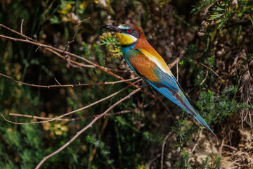 Bienenfresser (Merops apiaster)