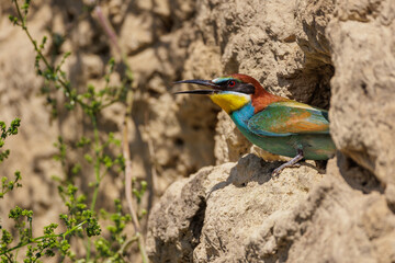 Bienenfresser (Merops apiaster)
