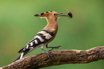 Wiedehopf (Upupa epops)