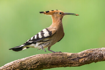 Wiedehopf (Upupa epops)
