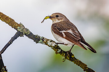 Halsbandschnäpper (Ficedula albicollis) Weibchen