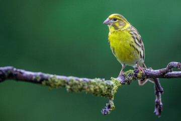 Girlitz (Serinus serinus) Männchen