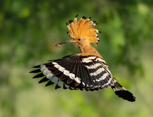 Hoopoe