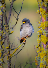 Red-Footed Falcon in a Tranquil Afternoon Moment