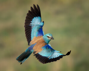 Captivating Gaze: European Roller Locks Eyes in Midflight