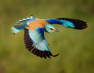 European roller in flight