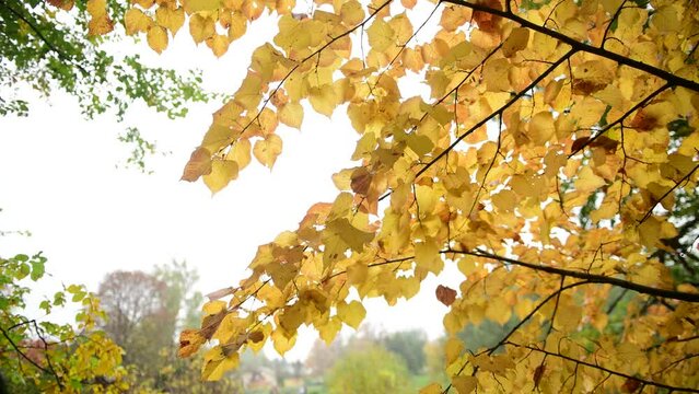 Nice autumn yellow leawes on tree at cloudy day, nature, macro 4k video
