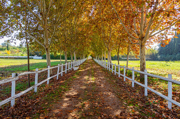 Fototapeta na wymiar Sunny Autumn Path: Path between white fences and trees adorned with red and yellow leaves.