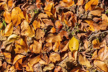 Leaf Carpet: Natural background with autumn texture on the ground.