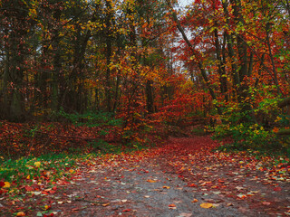 Autumn landscape in the forest. Road to autumn. 