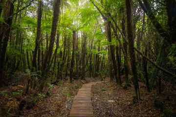 The photo shows forest with wooden walking path in Egmont National park, New Zealand.