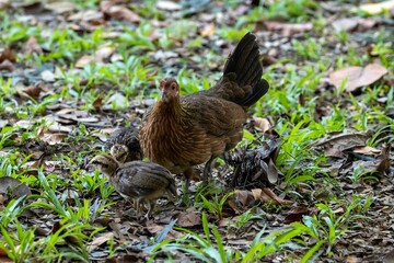 Female red junglefowl, Gallus gallus, with a chick.