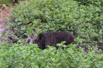 Green nature plants leaves landscape 