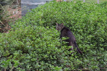 Green nature plants leaves landscape 