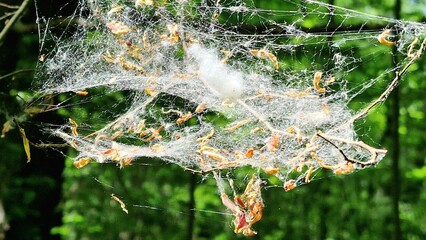 Spinnennetz in der Natur
