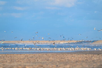 Many seagulls at the beach