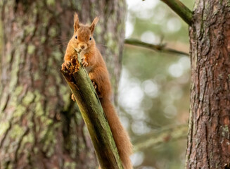 Obraz premium Cute little scottish red squirrel in the woodland