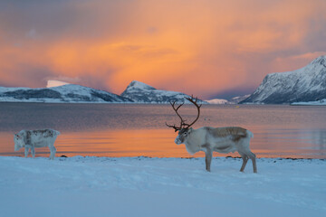 Reindeer in Northern Norway in winter with beautiful and colourful background . High quality photo - 680681196