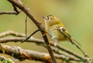 Goldcrest, tiny woodland bird amongst branches