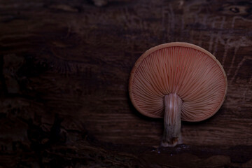 Rhodotus palmatus / Rosa Adernseitling 