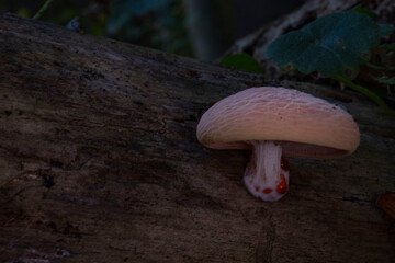 Rhodotus palmatus / Rosa Adernseitling 