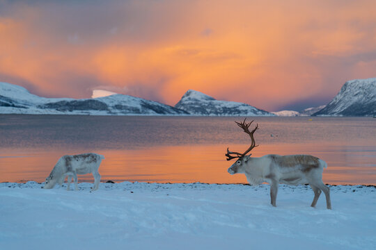 Reindeer in Northern Norway in winter with beautiful and colourful background . High quality photo