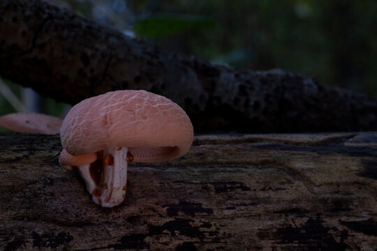 Rhodotus palmatus / Rosa Adernseitling 