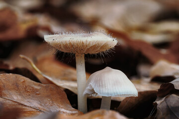The blackening pin is a parasite that feeds on another fungus, macro photography, Poland