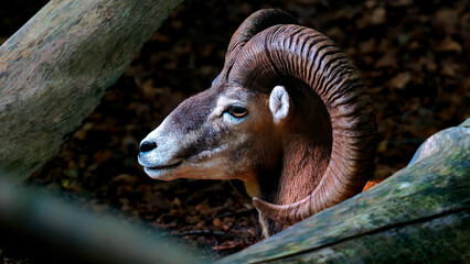 Muflon europeo