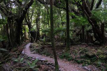 footpath in the woods in NEw Zealand