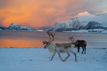 Reindeer in Northern Norway in winter with beautiful and colourful background . High quality photo - 680681994