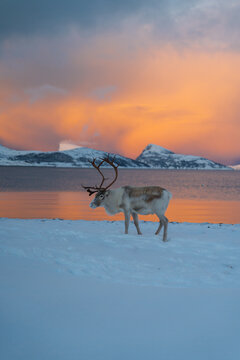 Reindeer in Northern Norway in winter with beautiful and colourful background . High quality photo