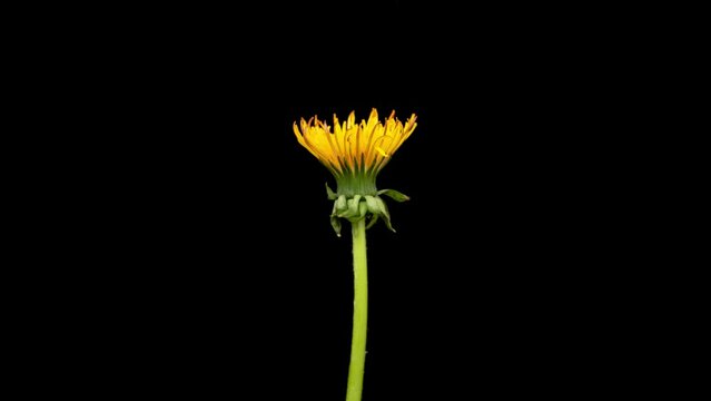 Dandelion Seed Head Blossom Timelapse on a Black Background. Blossoming White Dandelion. Fluffy Flower Plant 4K
