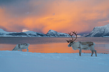 Reindeer in Northern Norway in winter with beautiful and colourful background . High quality photo - 680682943