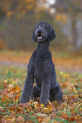 Happy black Standard Poodle dog posing outdoors sitting on a green grass with yellow fallen maple leaves in autumn