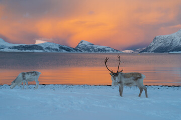 Reindeer in Northern Norway in winter with beautiful and colourful background . High quality photo - 680683344